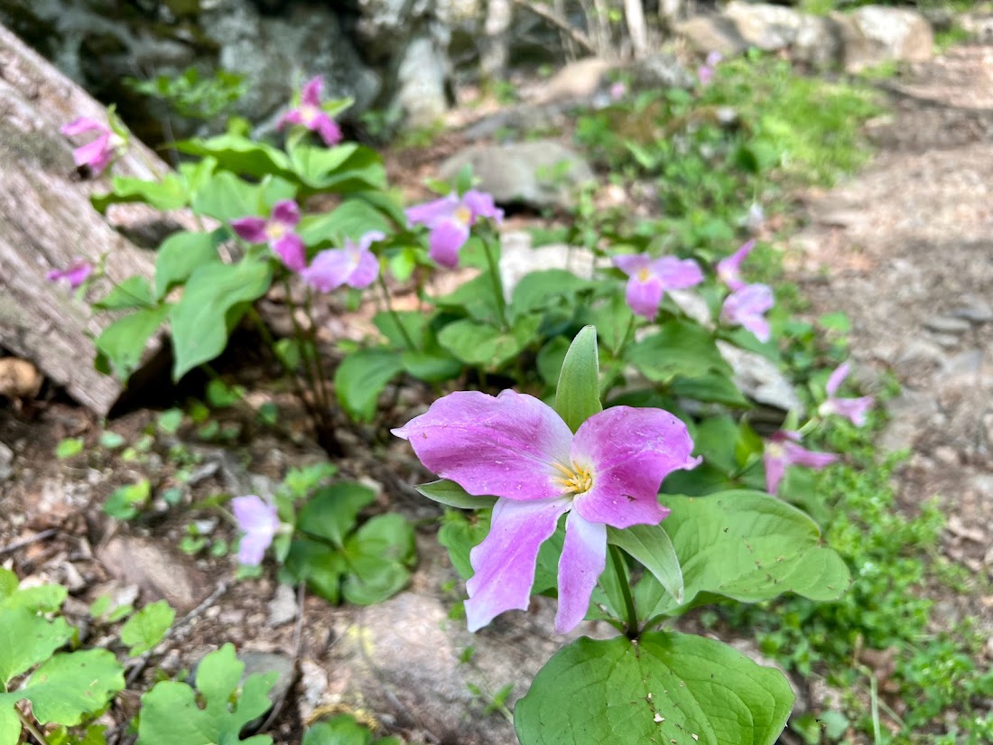 7adda326 d7df 4a85 8469