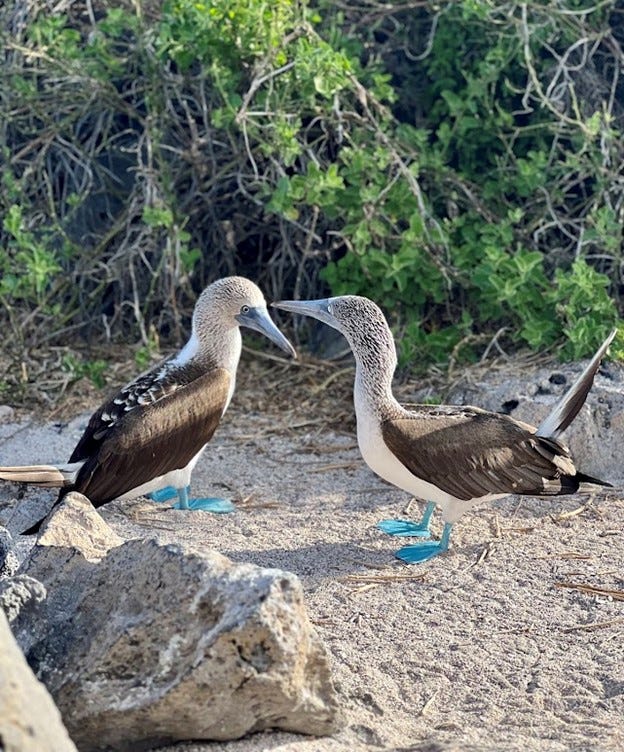 httpssubstack post media.s3.amazonaws.compublicimages2ddc684c ddc7 4803 81d2